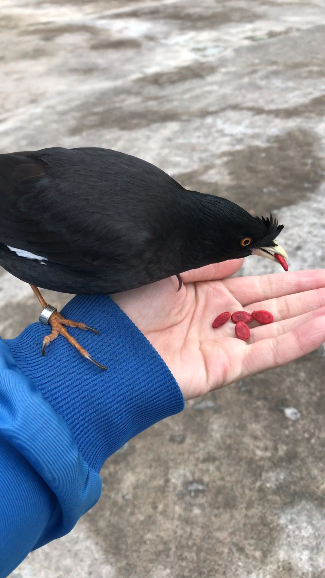 八哥吃什么食物最好图片