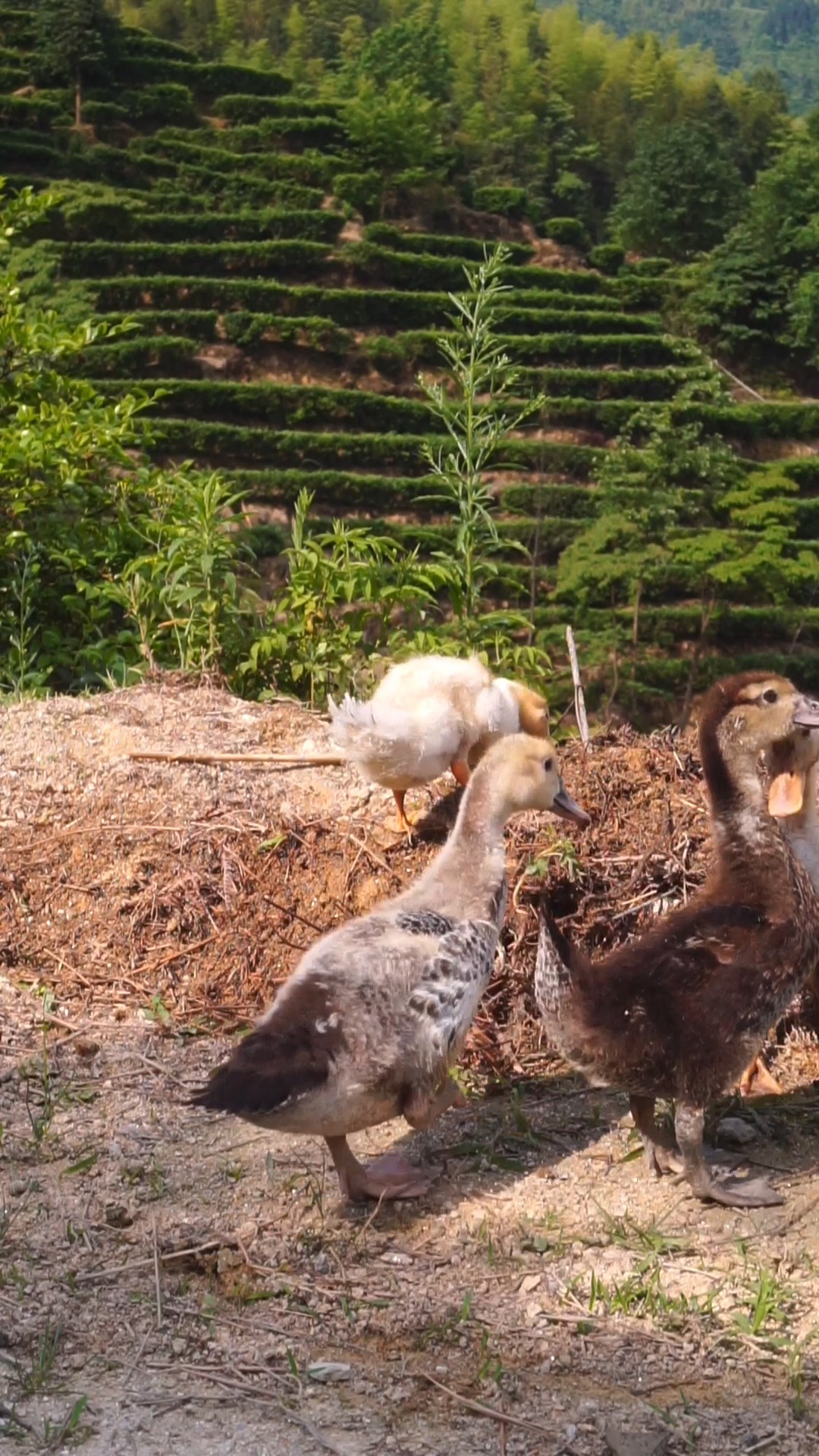 小鸭子#吃蚯蚓,鸭间美味