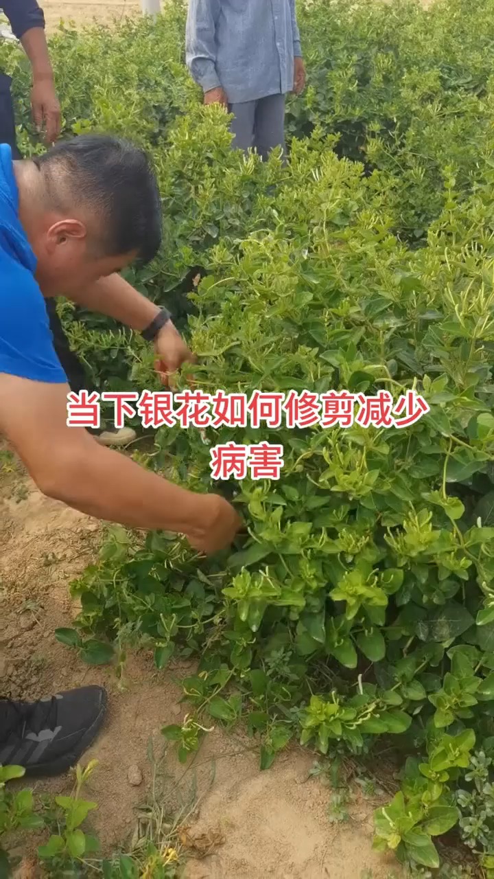 我要上熱門#金銀花如何修剪,減少病蟲害