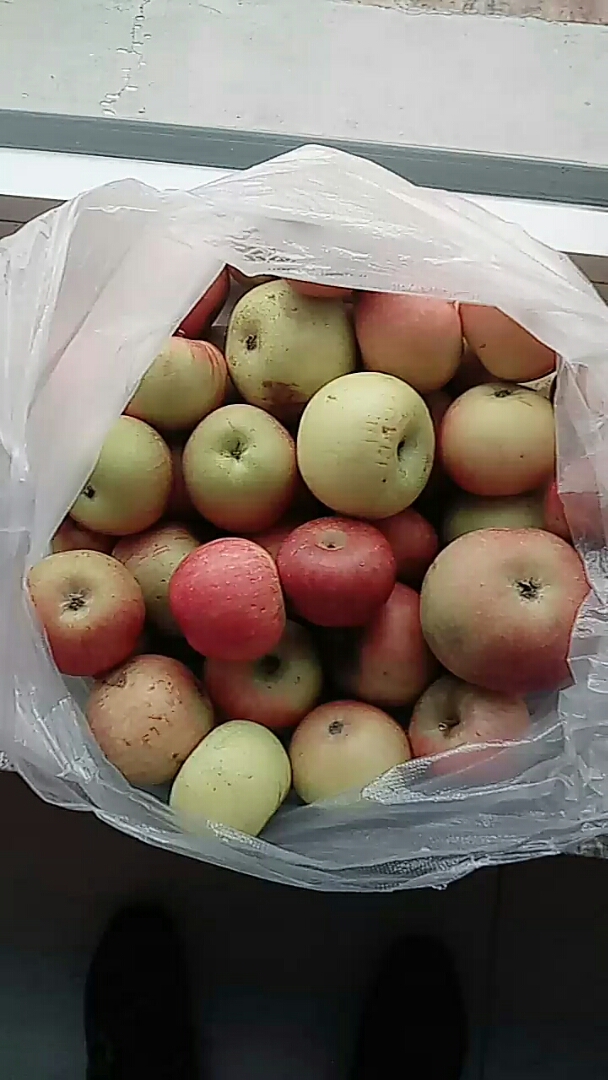 这样的袖珍苹果能好吃吗?