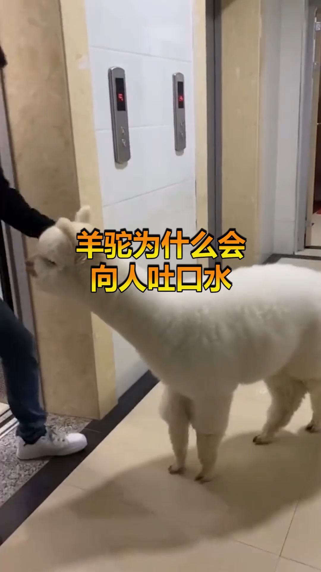 奇趣#羊驼为什么会向人吐口水,原因这么奇葩,憋不住想大笑!