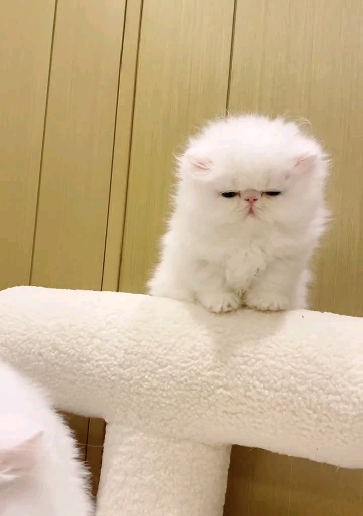 喵喵星人#小的迷迷糊糊好可爱呀