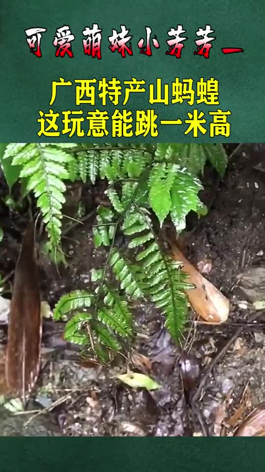 广西特产山蚂蝗这玩意能跳一米高全部武装都不敢从这走