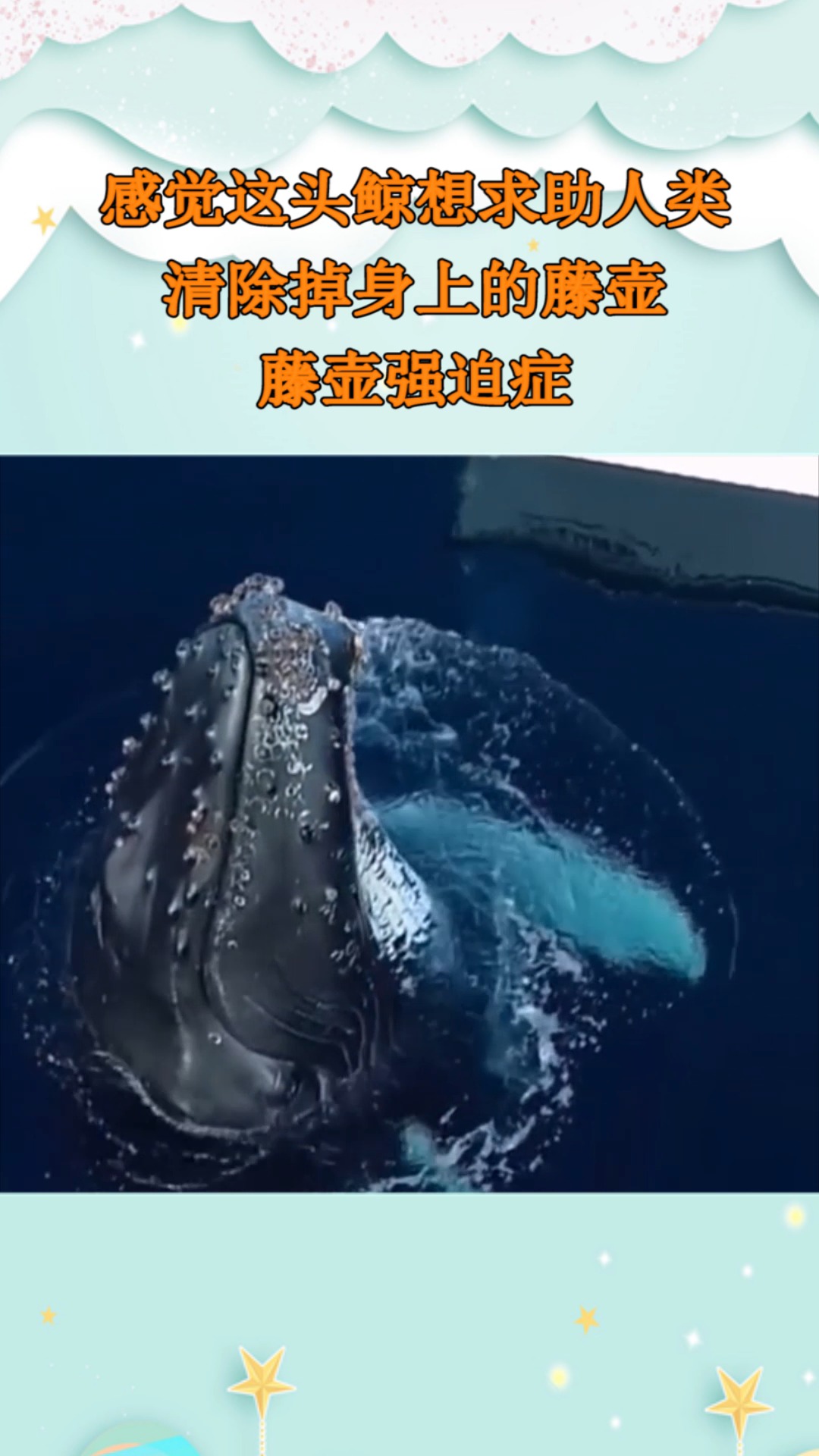 感觉这头鲸想求助人类,清除掉身上的藤壶,藤壶强迫症!