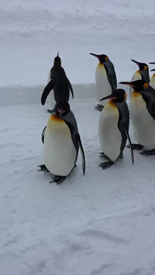 怀孕的时候经常会怀念出去旅游的日子,这是去日本北海道公园里的企鹅