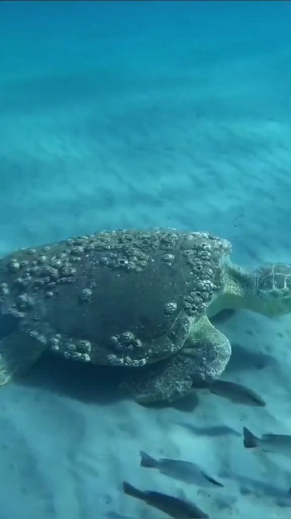 这只海龟背上长满藤壶可怜巴巴的眼神让人心疼