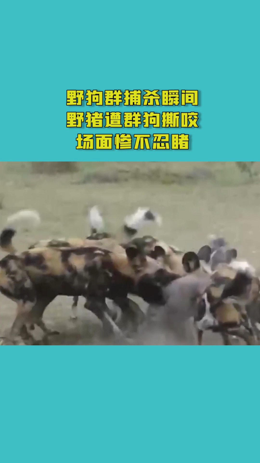 野狗群捕杀瞬间野猪遭群狗撕咬场面惨不忍睹