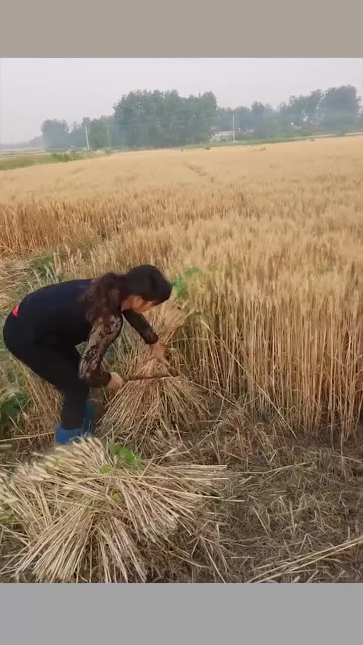 大姐干活真带劲,怀念小时候,妈妈带我收麦时了!