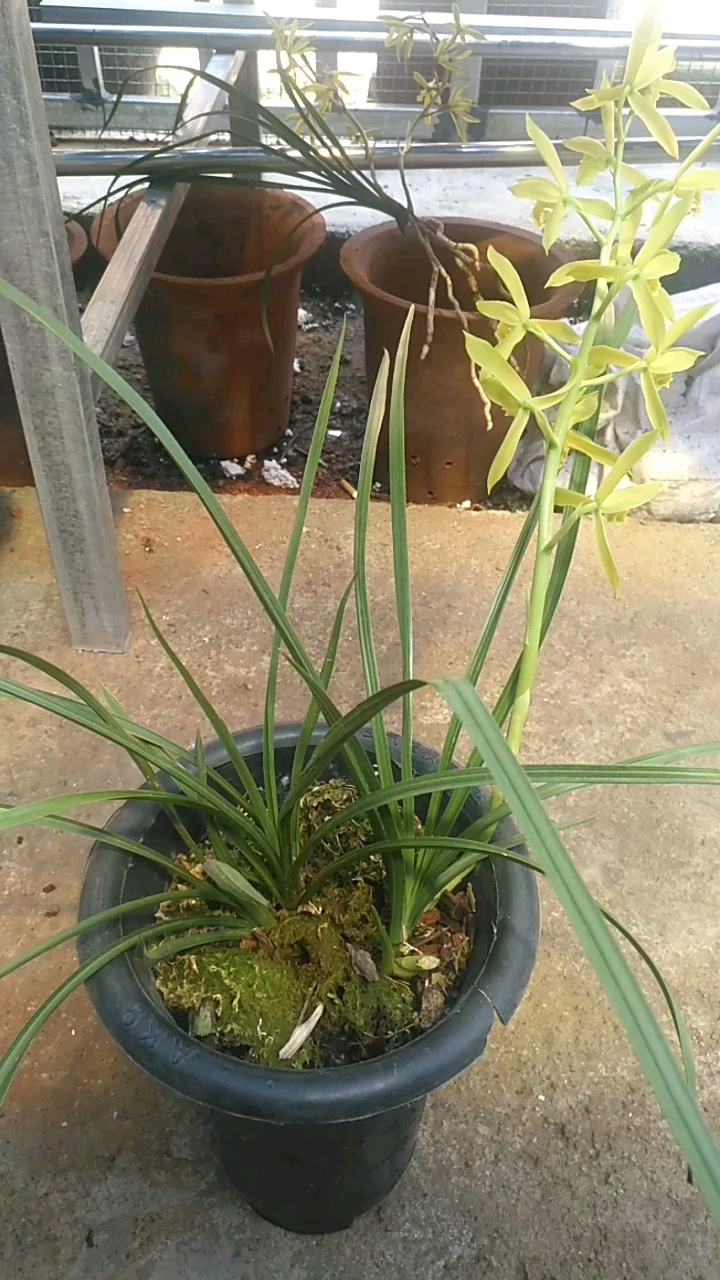 蕙兰绿素,花大出架