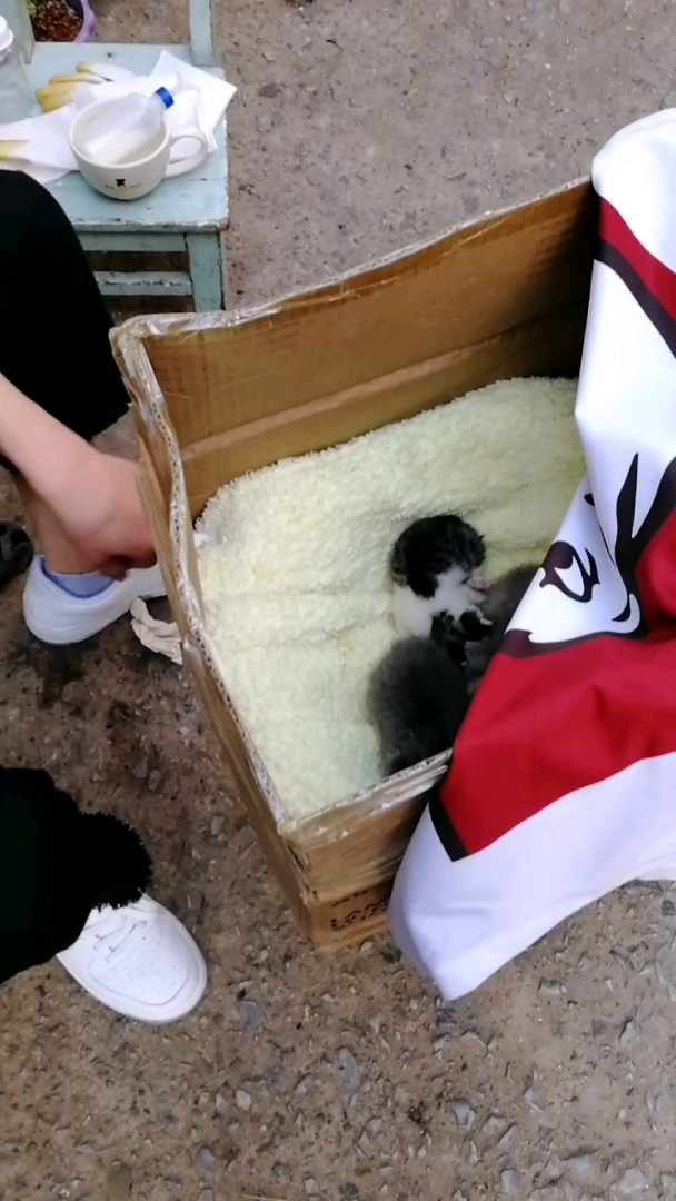 刚捡回来的时候真的好小只啊