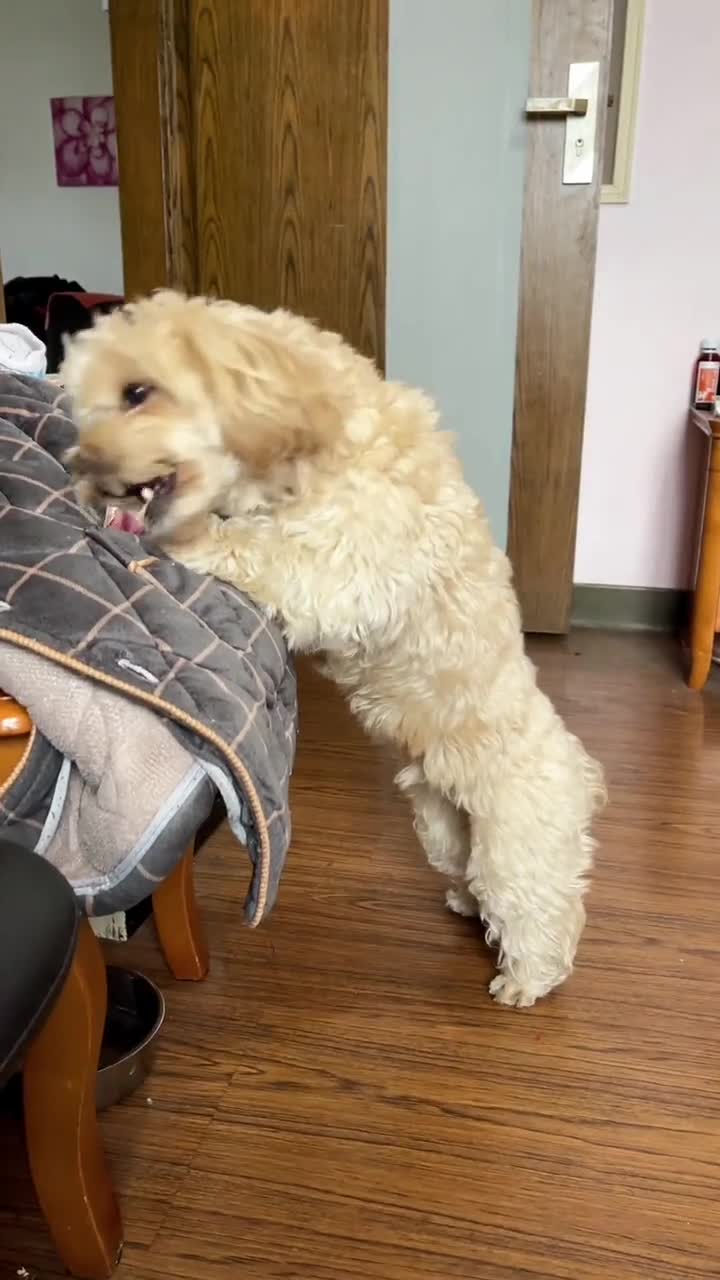 龙肉球#萌宠#家有萌宠#萌宠出道计划