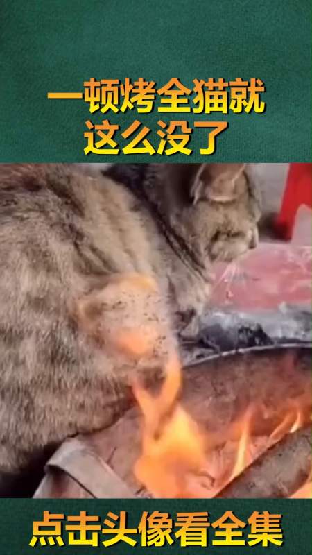 精彩影视#今日份伤心,一顿烤全猫被我一巴掌叫没了!