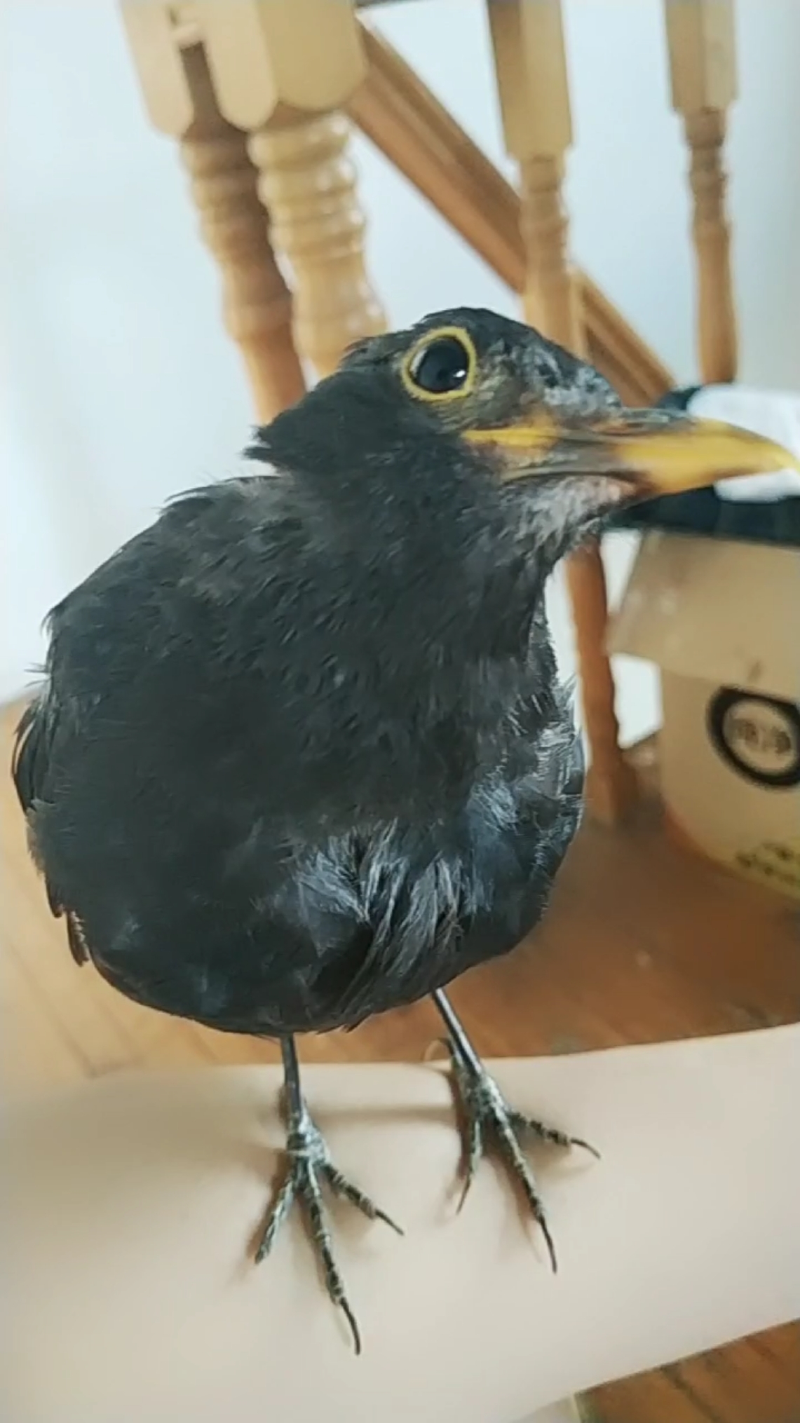 好样青年#落性的乌鸫,大换毛中