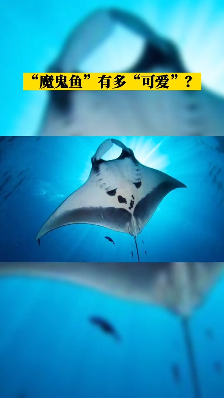 动物世界#魔鬼鱼有多"可爱"?