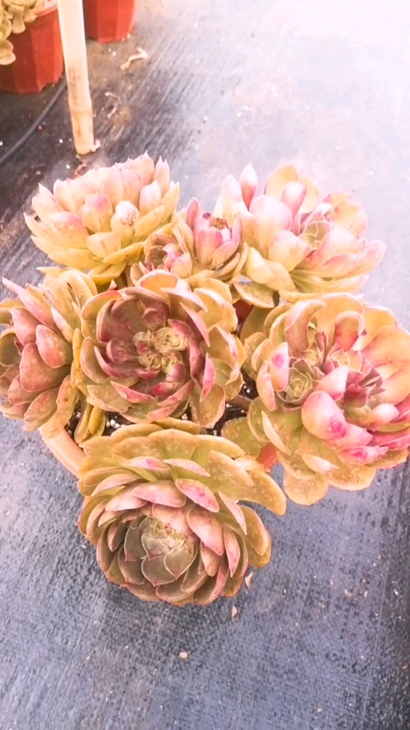 我的小花园#云南多肉植物 极致状态红色沙拉碗群