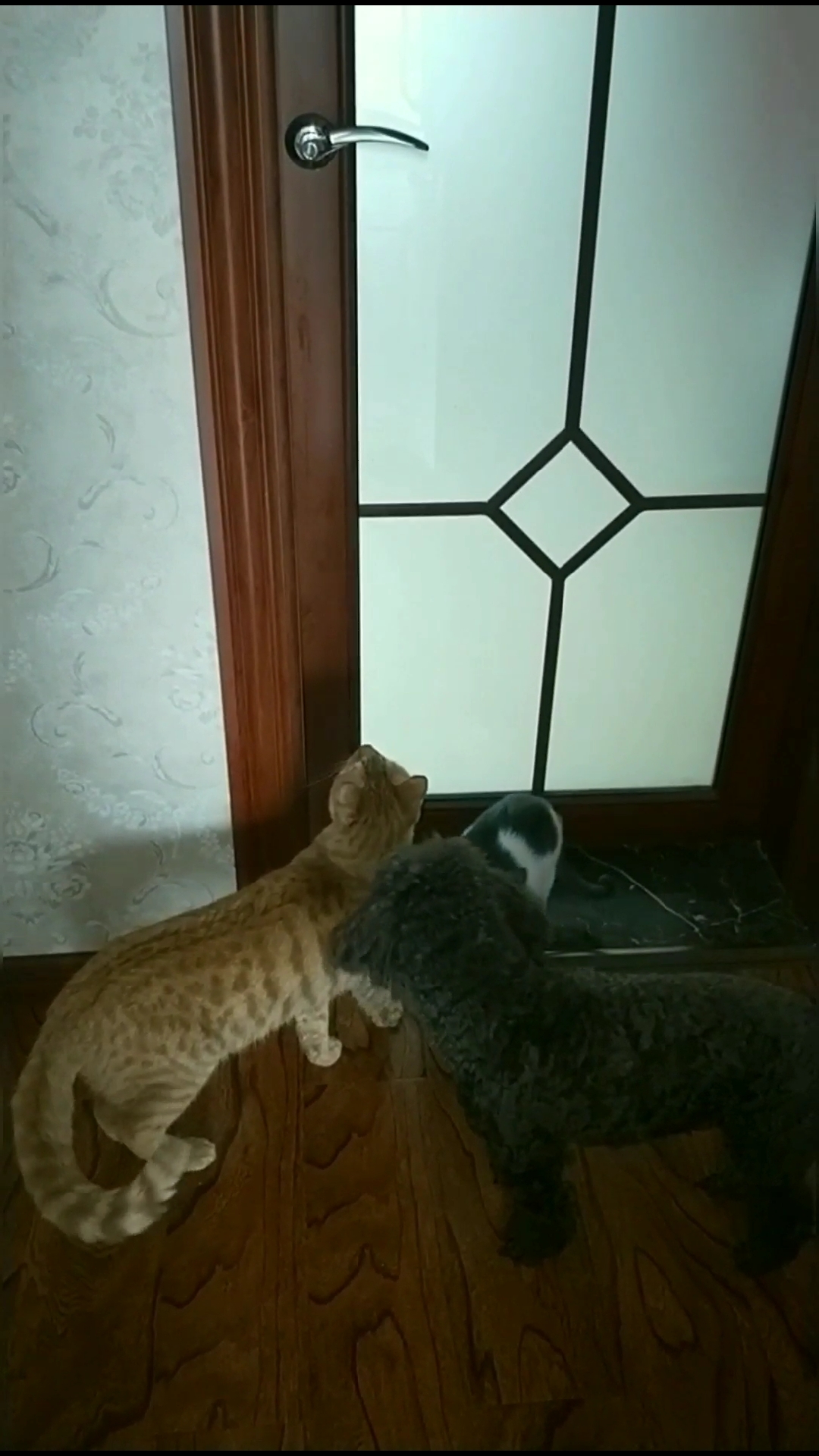 我家猫咪成精了#偷拍:来看这只#偷腥的猫