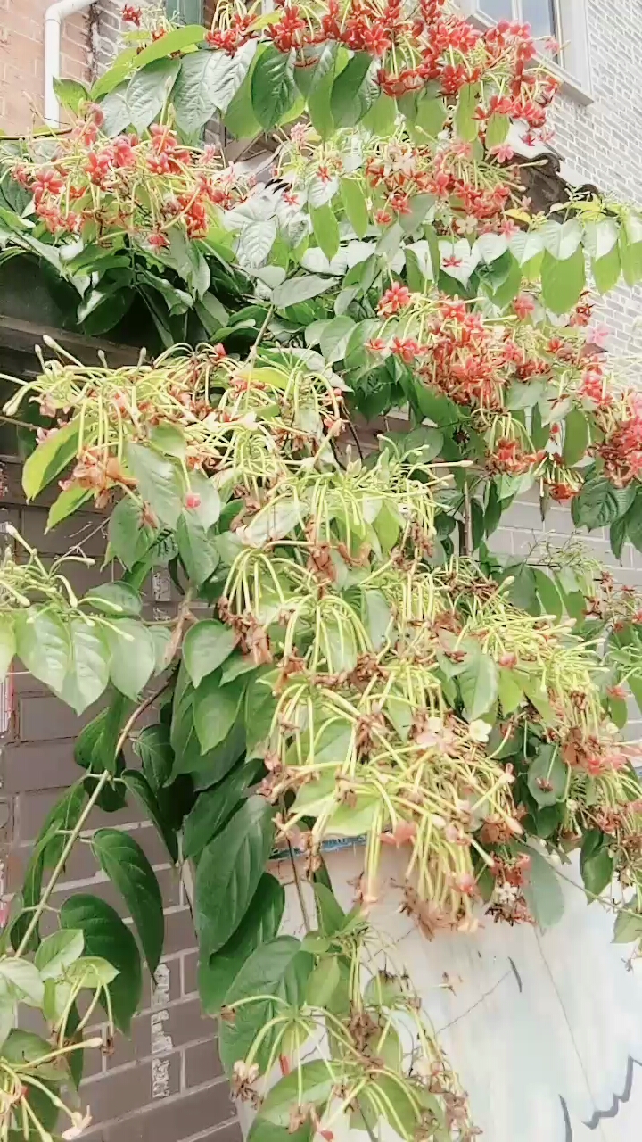 风吹不倒的墙头草