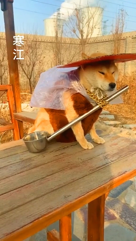 我家萌宠成精了##柴犬 我容易吗?江湖再见!