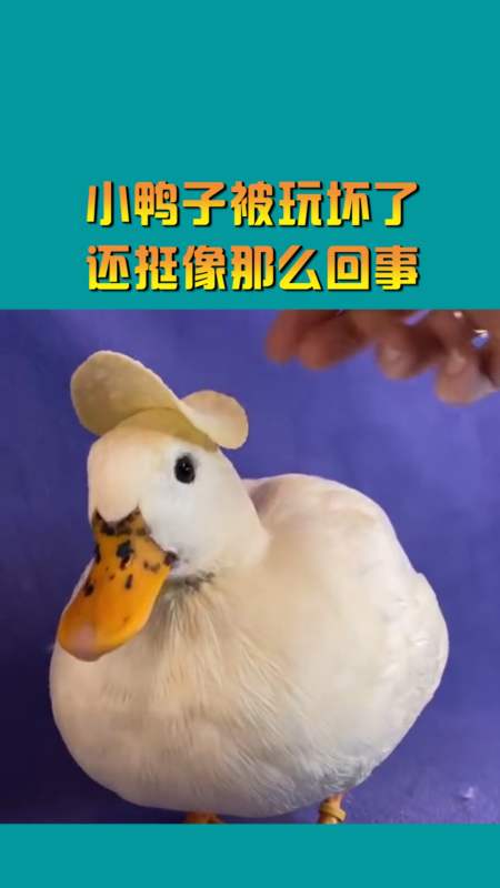 搞笑视频#小鸭子被玩坏了,还挺像那么回事,造型没谁了!