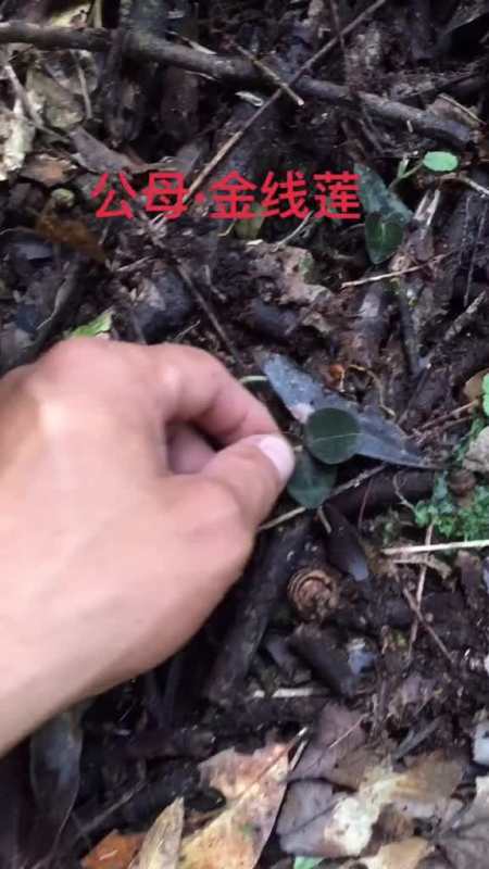 金线莲也是有公母之分的,你知道吗?