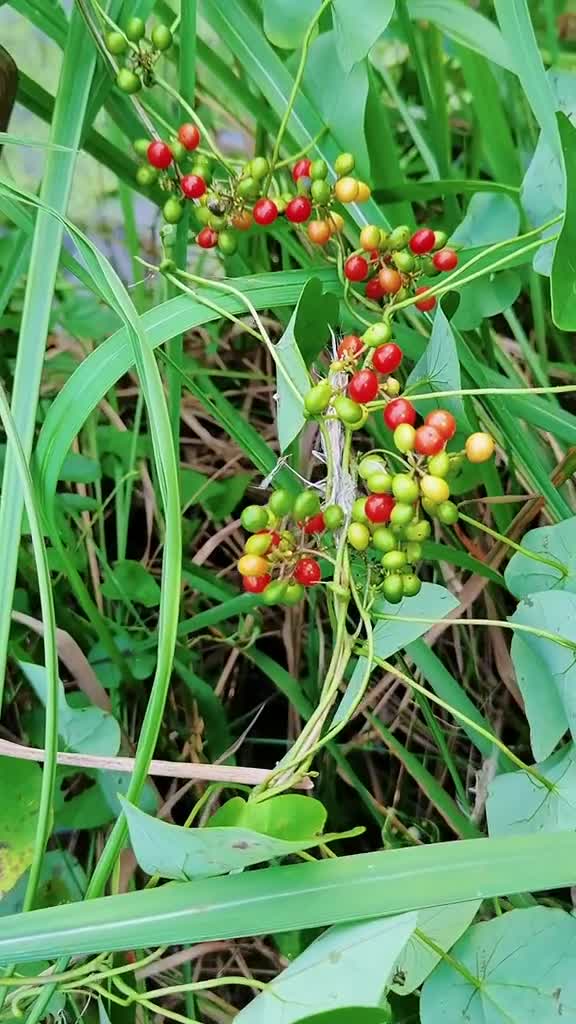 别在用它捆柴禾了,一棵能换十斤柴.它叫粪箕笃,你见过吗