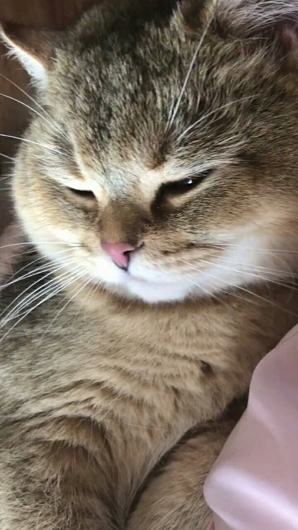 神宠来袭#一只撒娇的喵星人,这小情绪不断的宝贝真是太傲娇了有没有?