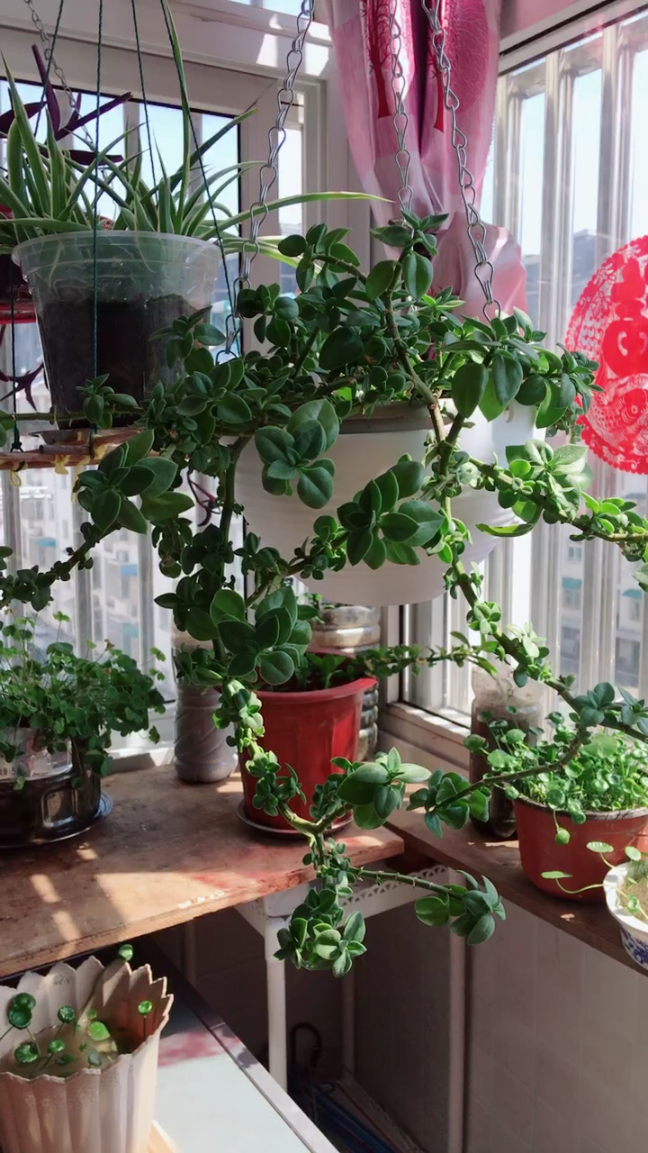 牡丹吊兰爆盆方法