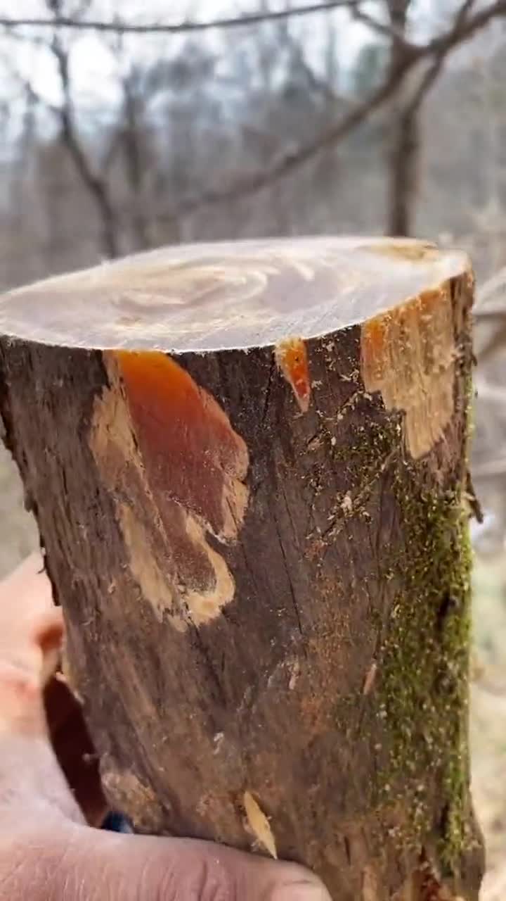 千年琥珀木这油性太足了用来烧火应该不错