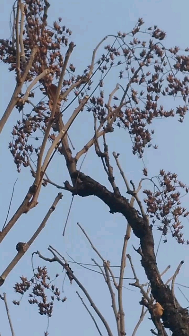 我的香椿树,也叫降龙木开花结果了