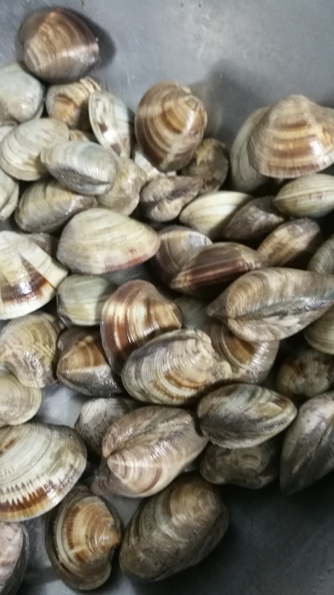 抗暑大作战#看看,我是怎样做美人贝的?