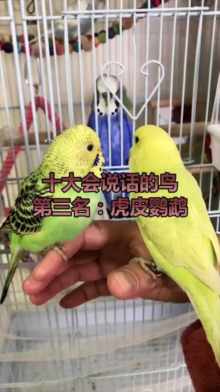 虎皮鹦鹉也是会说话的,顽皮可爱,受到大众广泛地喜爱