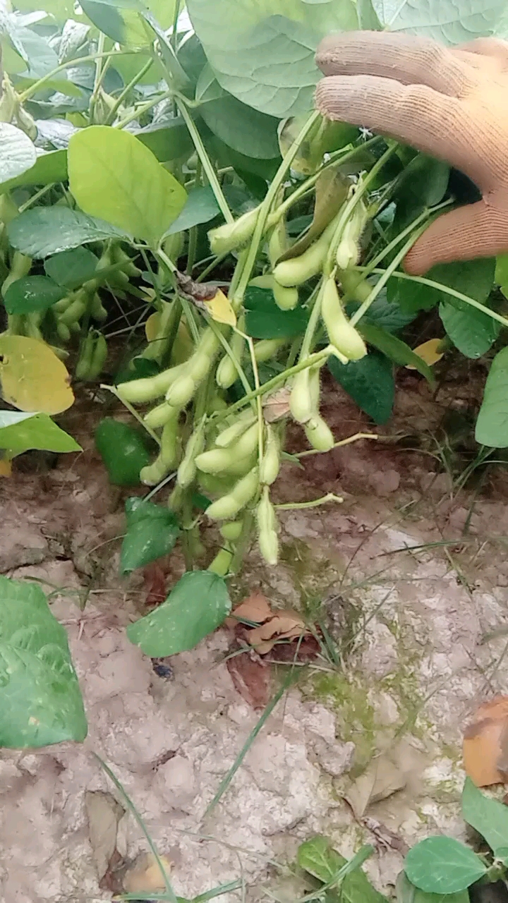 摘毛豆