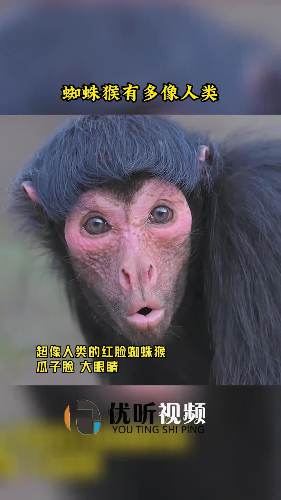 神奇动物在这里这种猴子长得好像人而且还是瓜子脸大眼睛奇闻趣事