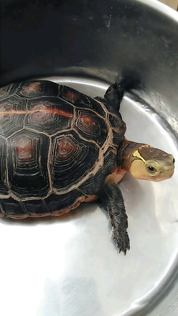 全民小助手 黄龟