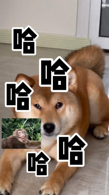 对不起对不起对不起我真的不想笑但是真的憋不住哈哈哈哈哈哈哈