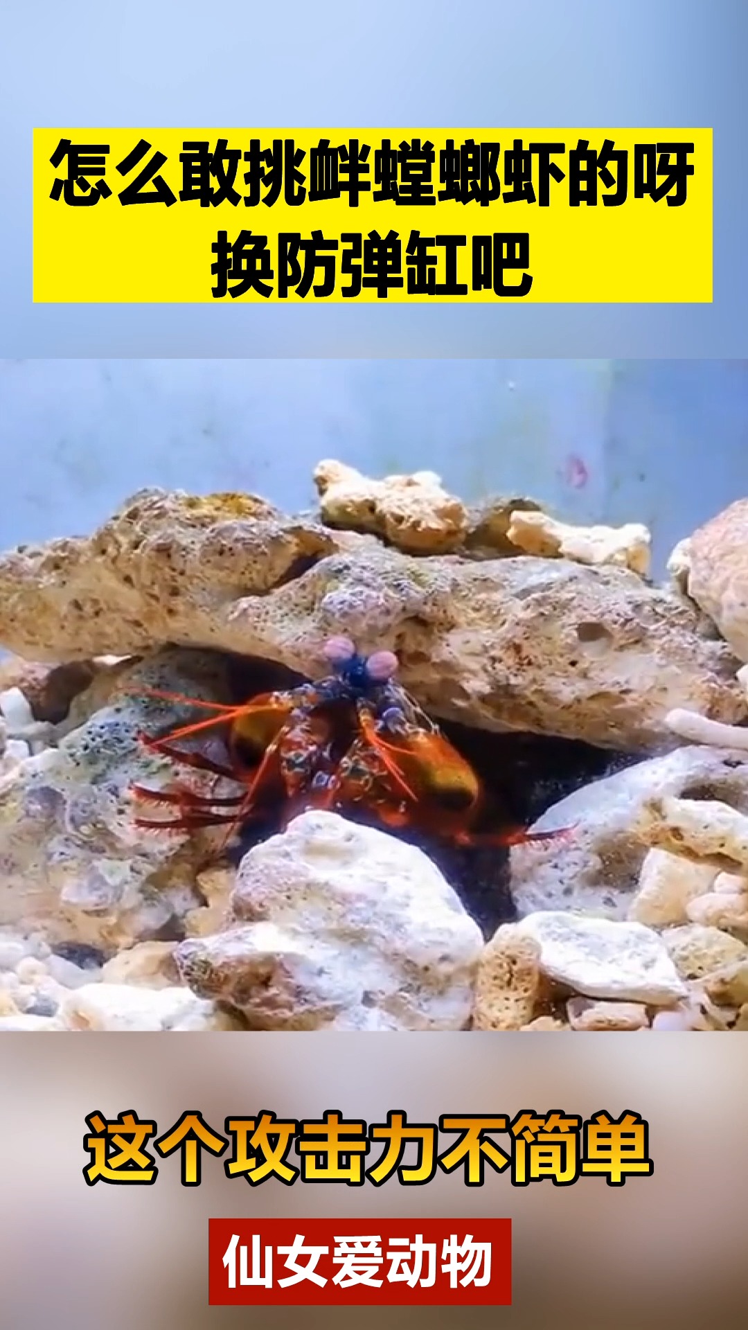 我要上热门#怎敢挑衅螳螂虾的呀,这下换鱼缸吧