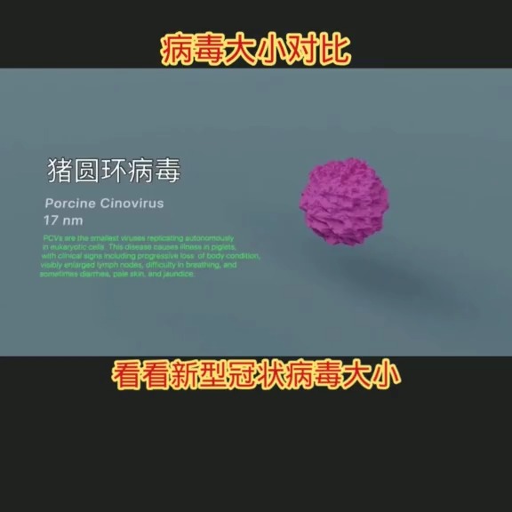 我的微观世界#病毒大小对比