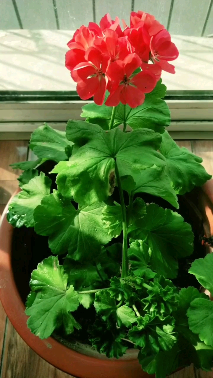 花友们你知道天竺葵哪个地方有毒吗-度小视