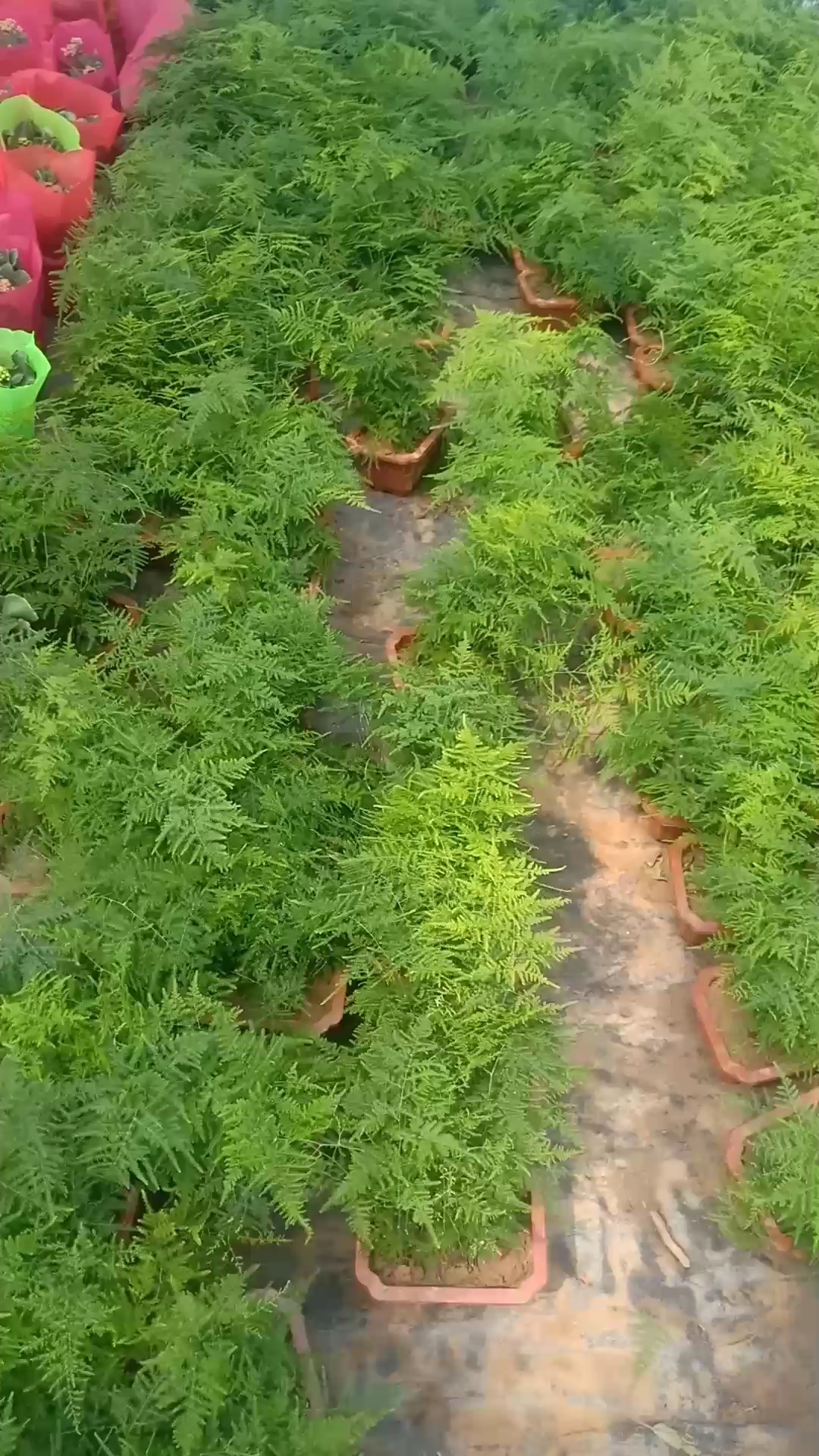文竹