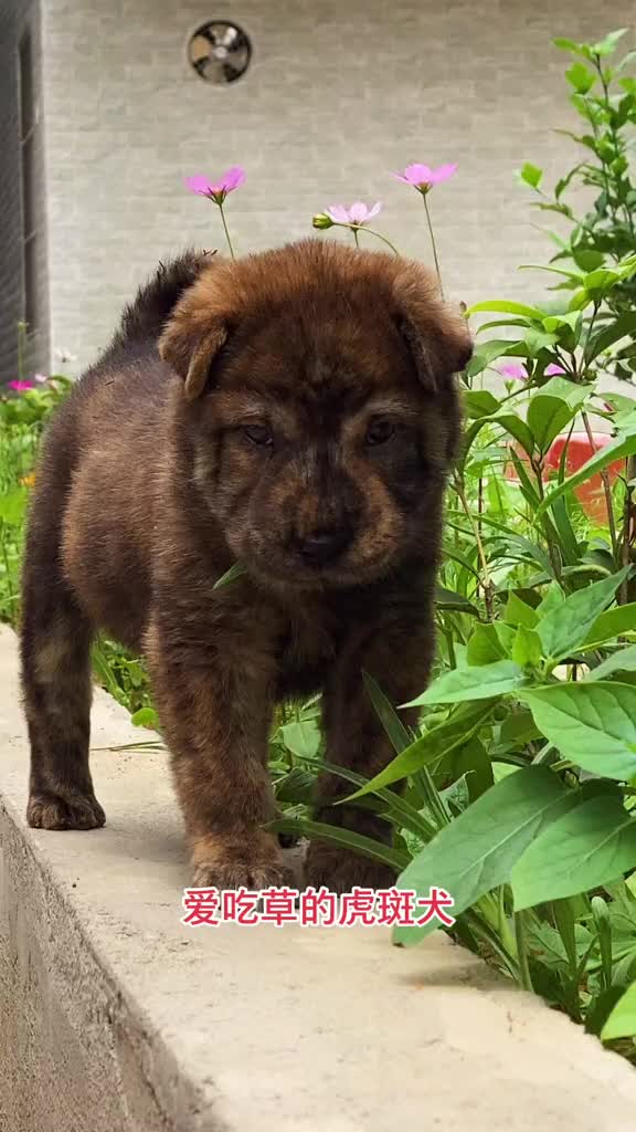 中華田園犬是燃燒顏值長大的?