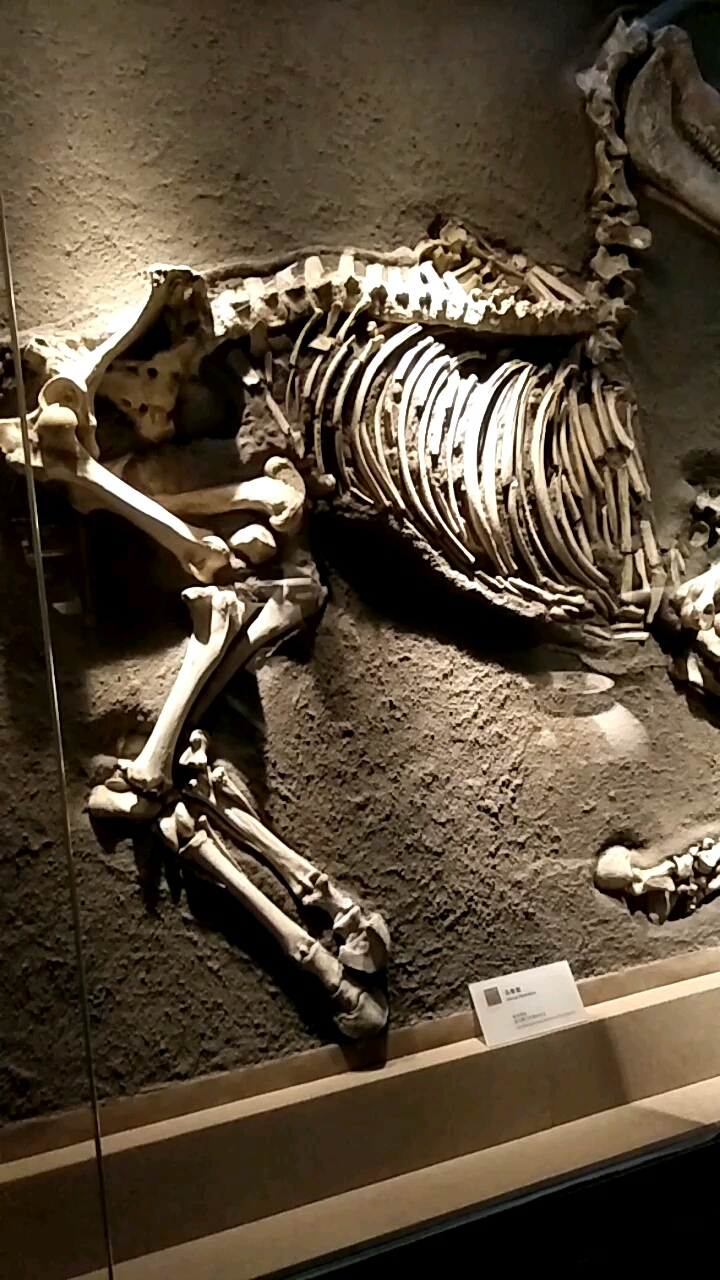 这大骨架,是马还是驴?