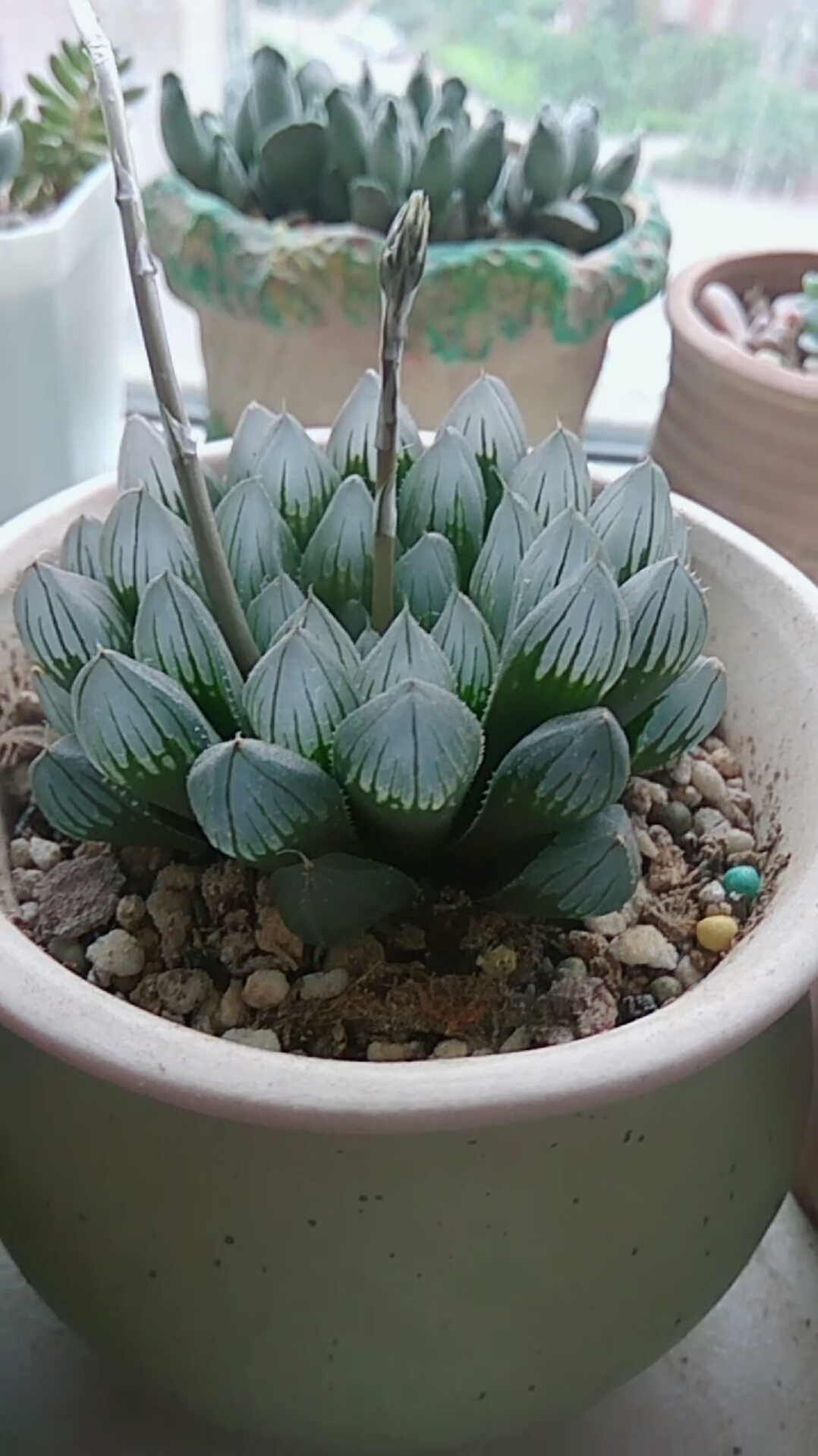 我的小花园#黑肌玉露