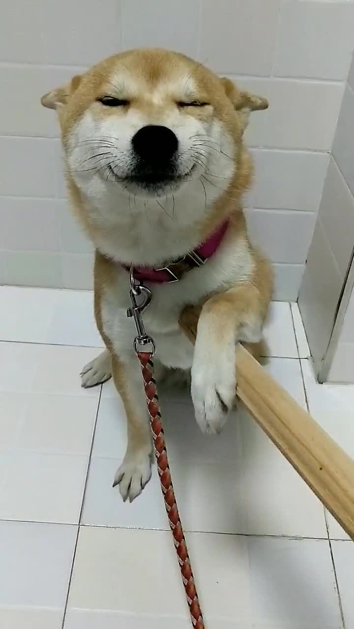 我要上热门#各位网友,如果你家柴犬犯错后是这种表情,你还舍得下首後