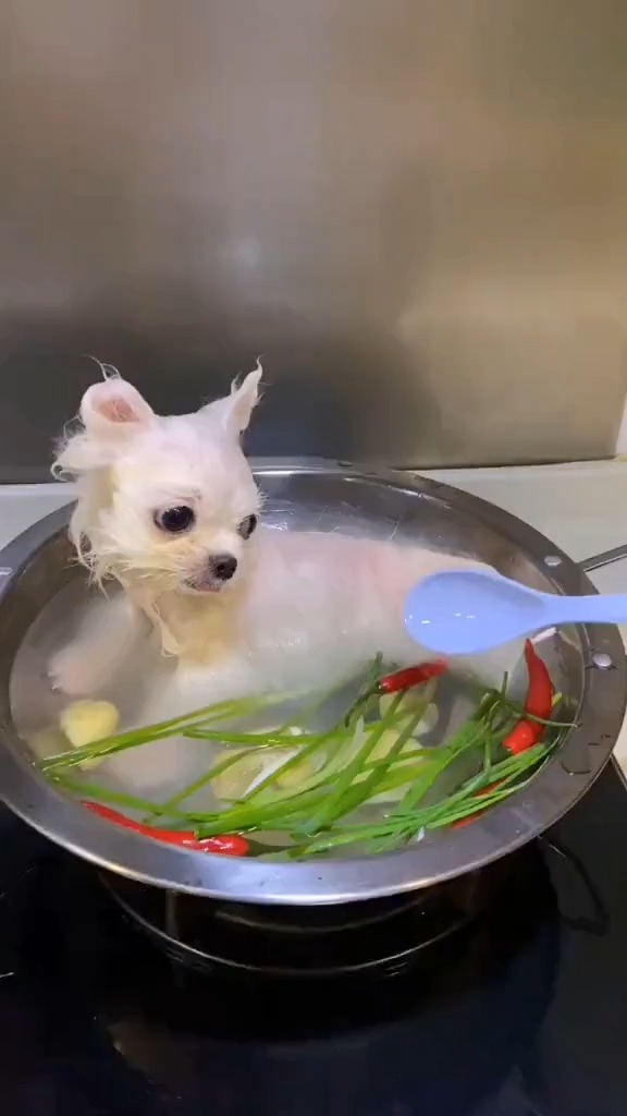 搞笑视频#狗肉汤?