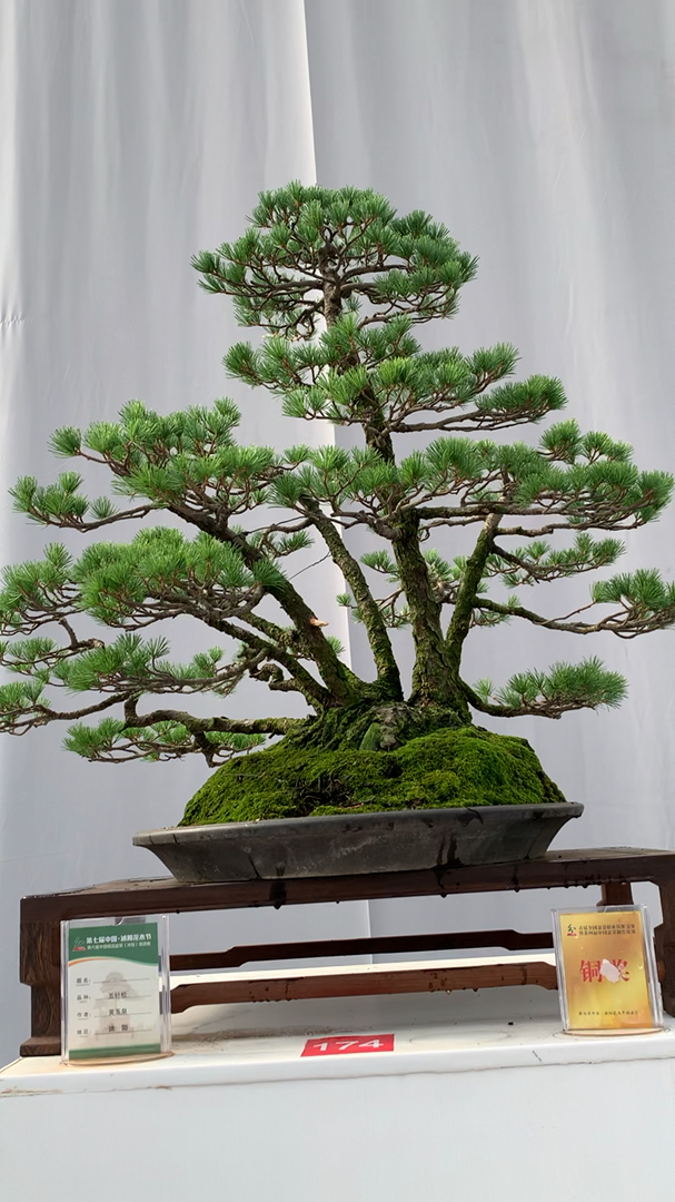 精品五叶松 百年老树 丛林式