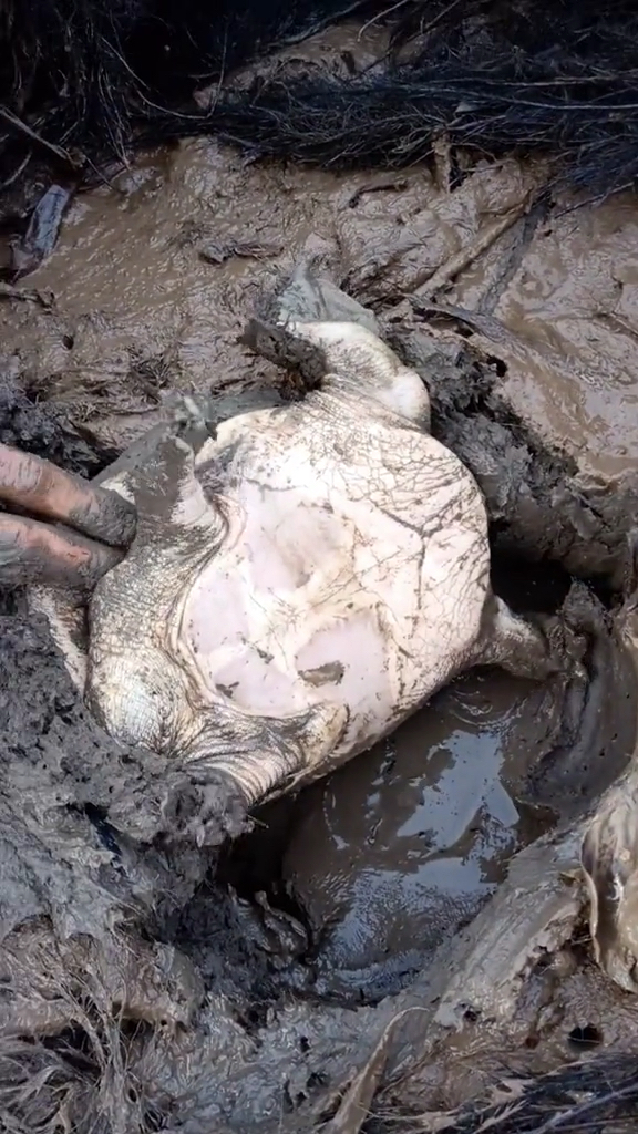 透气孔很明显,再试探确定,抓甲鱼方法.