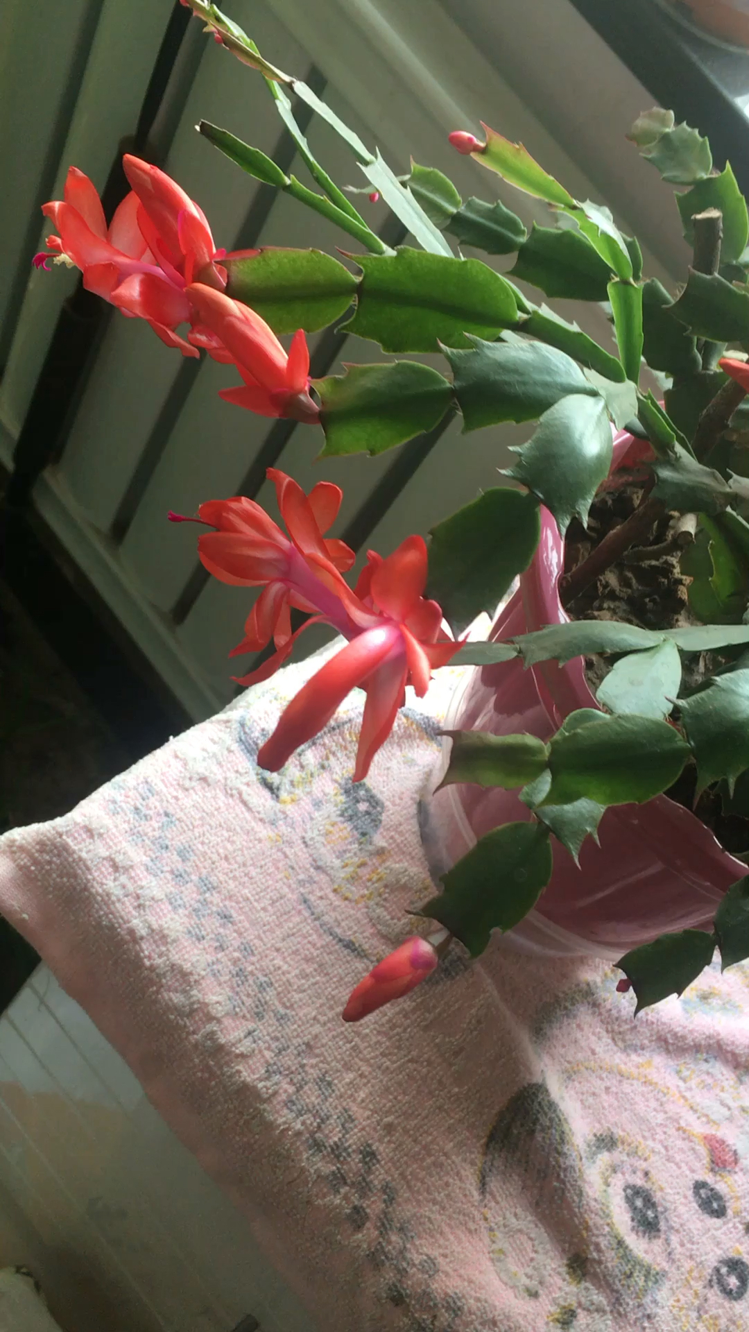 快看蝎子莲开花了 你们家的开了吗?