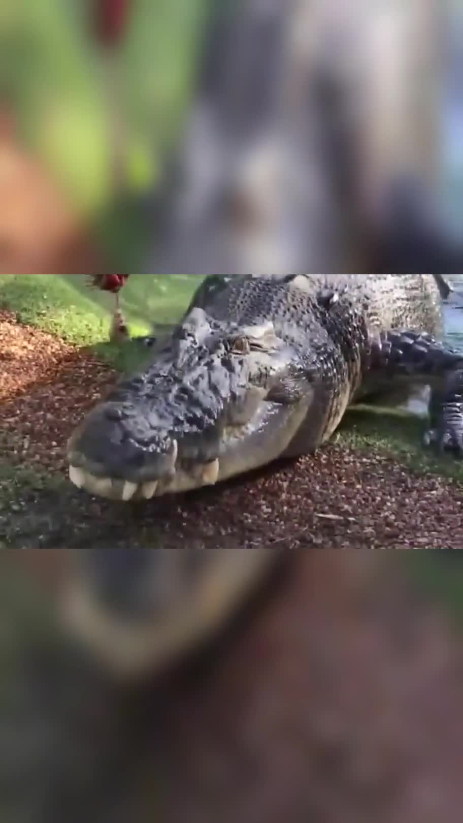 堪比史前巨鳄0岁的大鳄鱼!张开极具咬合力的大嘴,吃下野猪腿