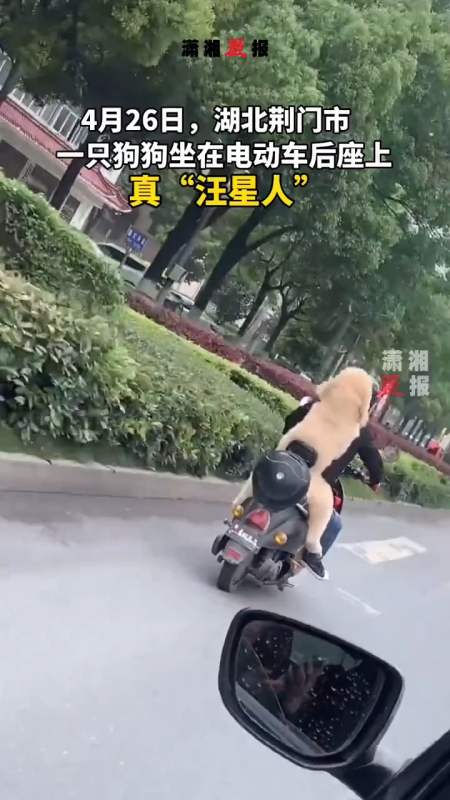 湖北荊門一隻狗狗坐在電動車後座上,還不忘把前肢搭在主人肩膀上