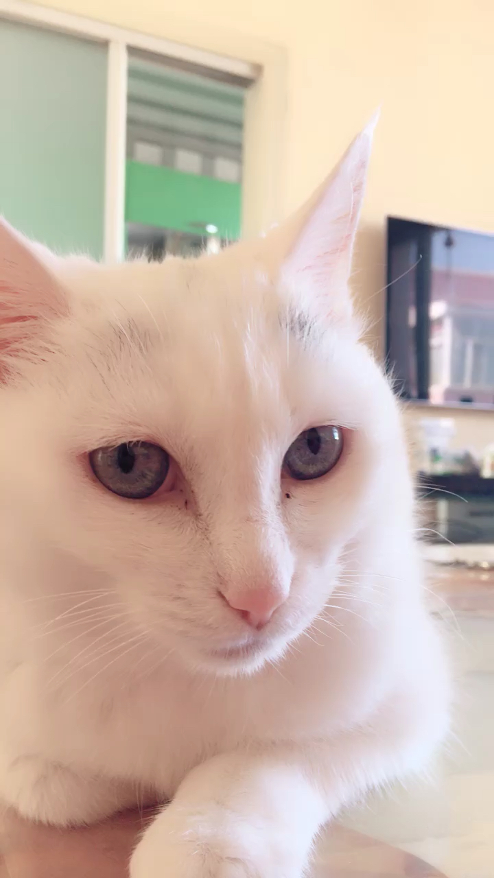 小美猫还没洗脸吧